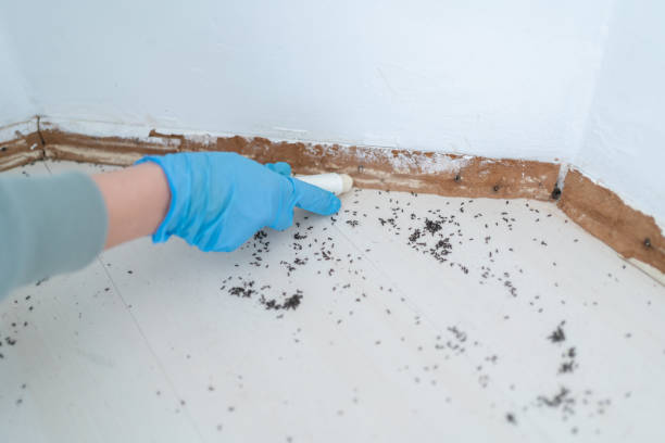 Best Residential Pest Control  in San Marcos, TX